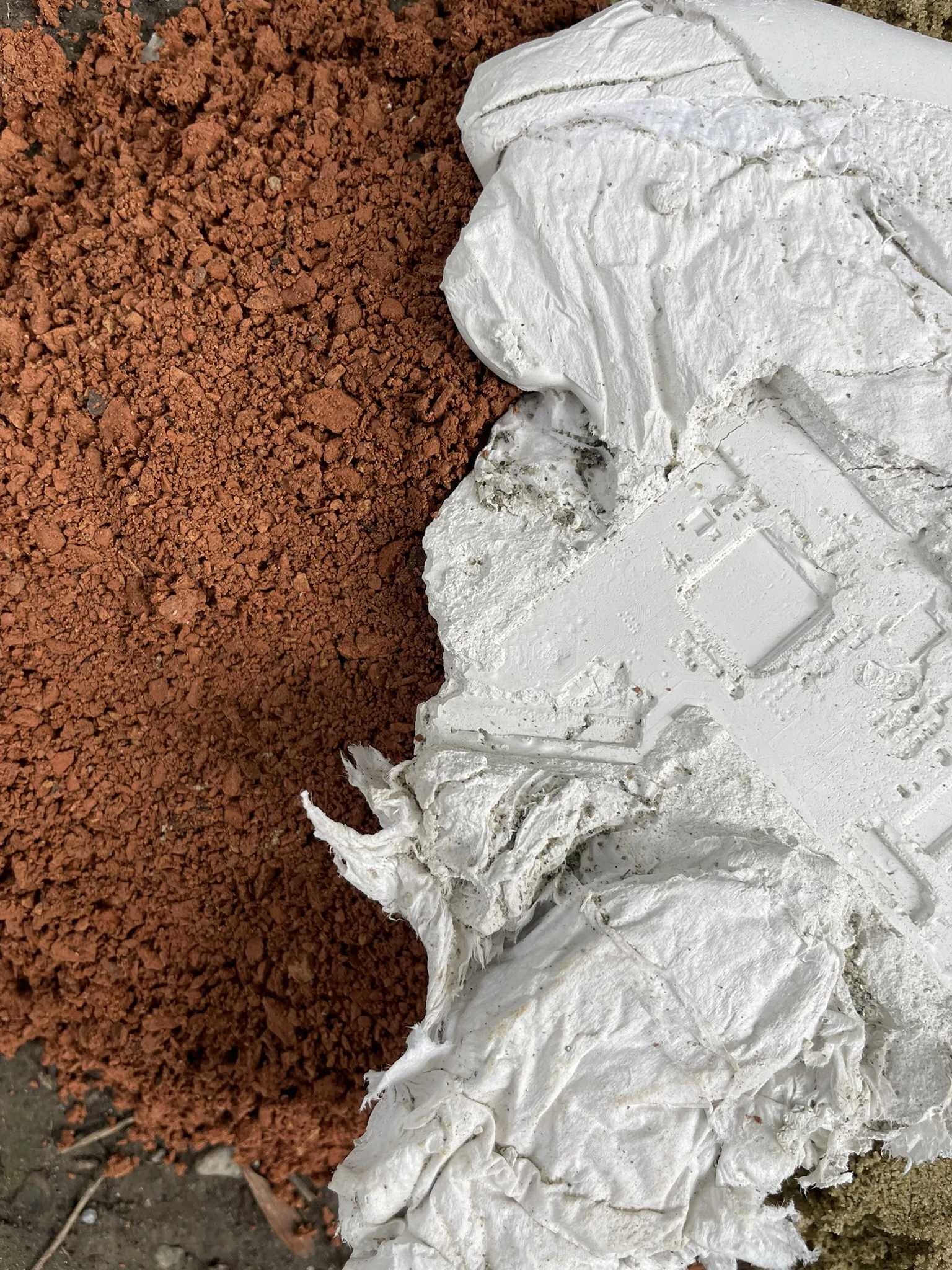 Plaster impression showing a botanical surface